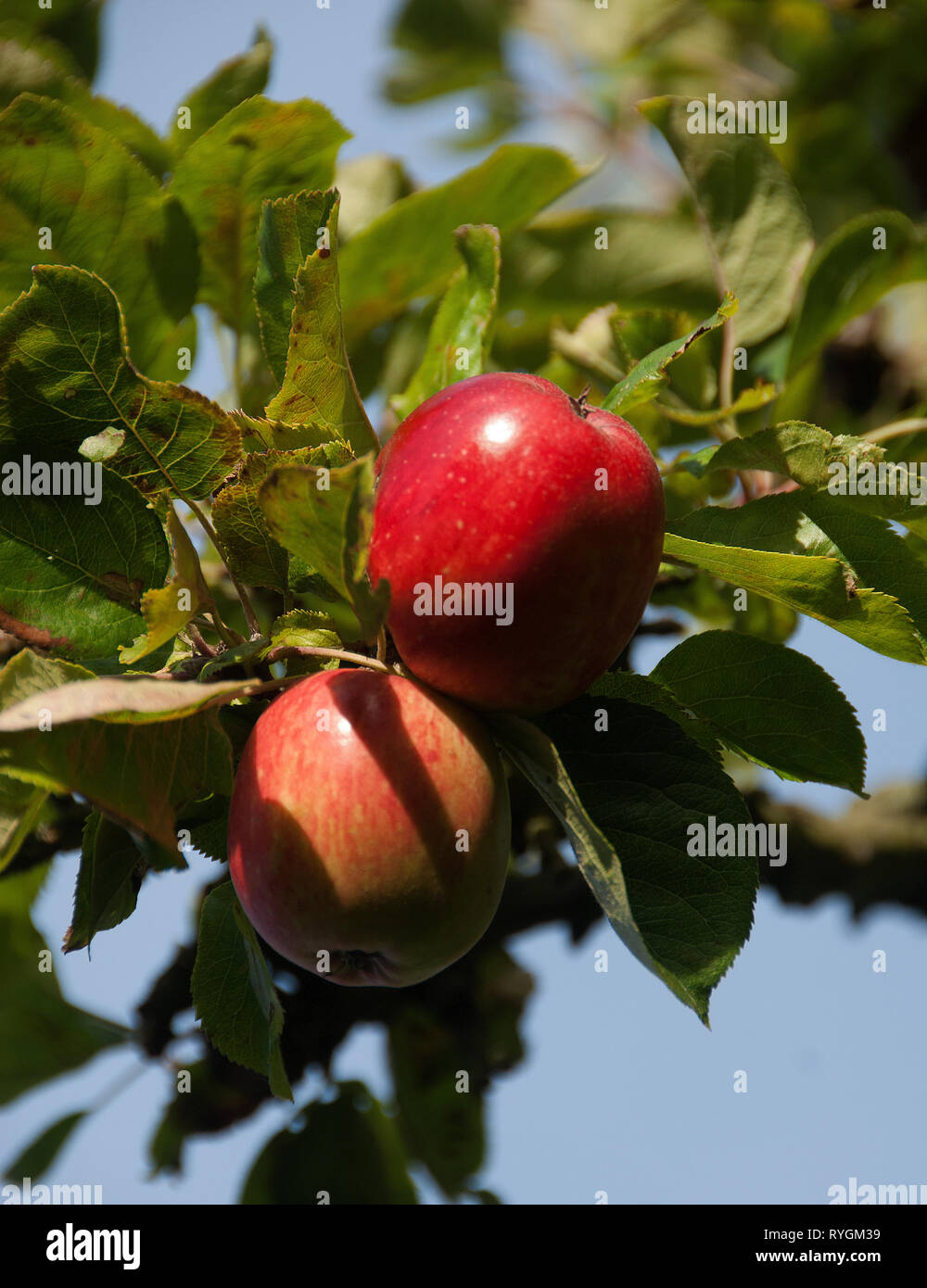 Malus domestica "Winston' di medie dimensioni albero a foglie decidue con vistosi fiori in primavera e ornamentali o commestibili di frutta rossa in autunno Foto Stock