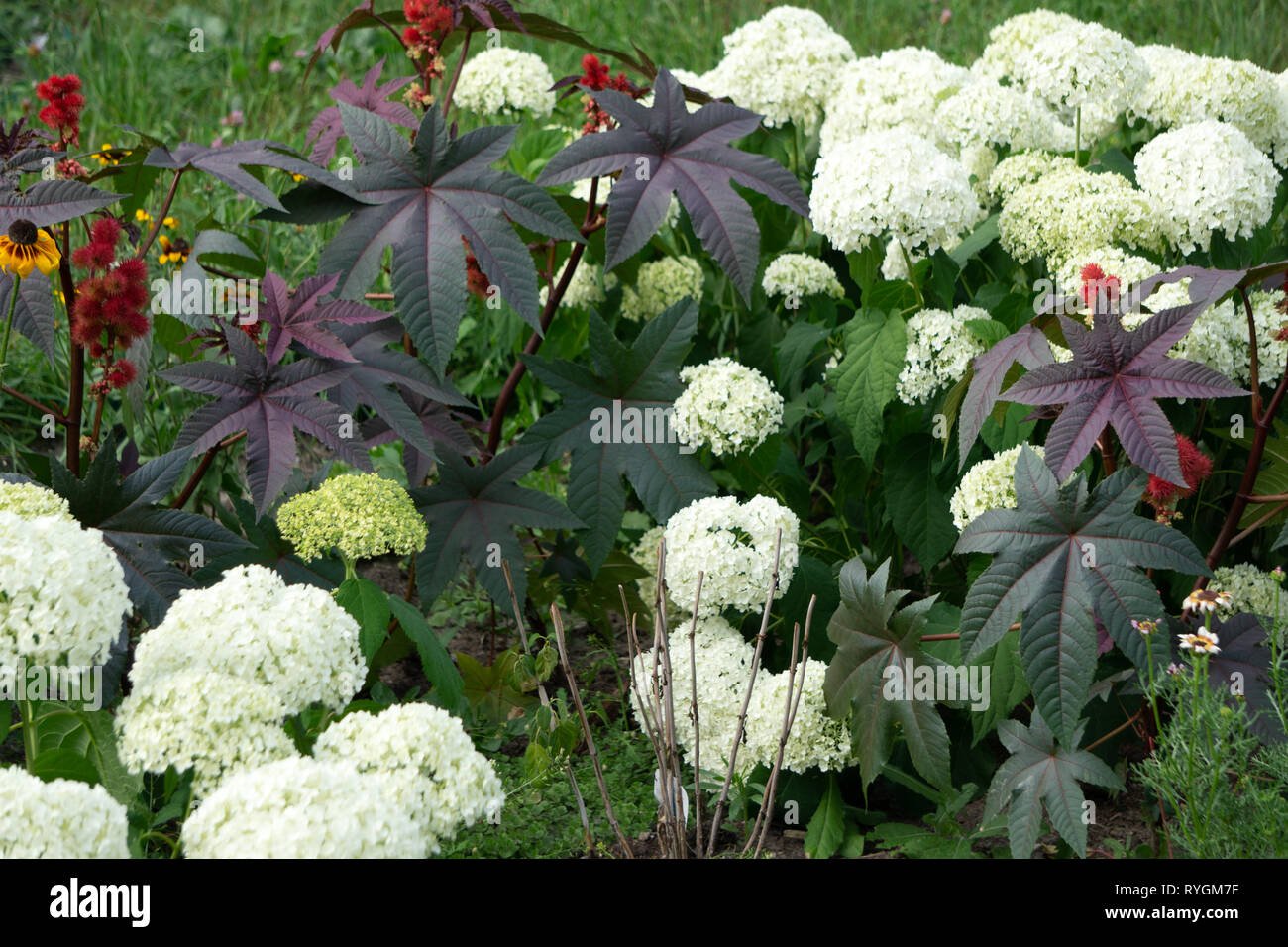 Blooming white Annabelle Hydrangea arborescens comunemente noto come lisci hydrangea, wild hydrangea, o sevenbark Foto Stock