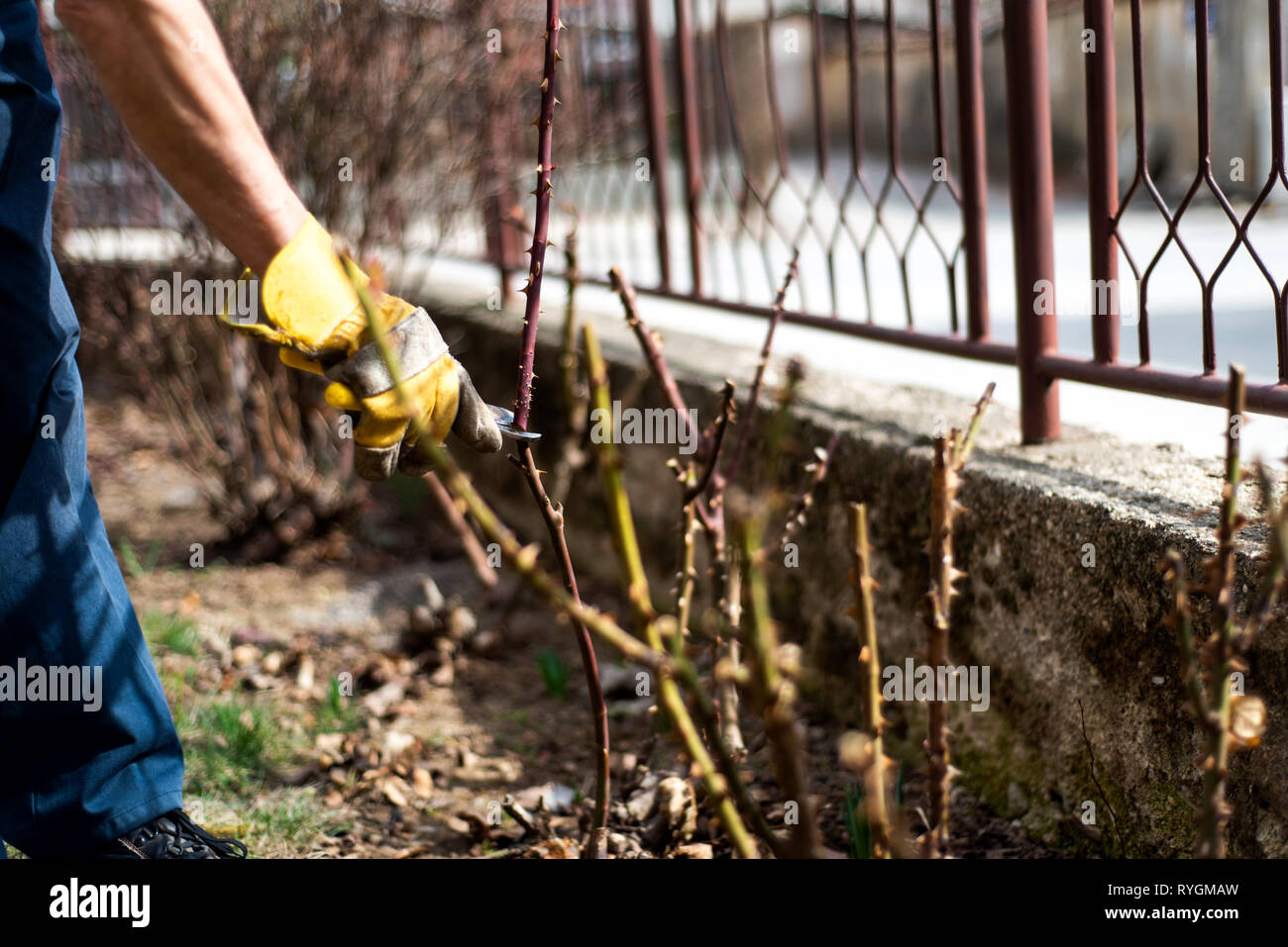 L'uomo la potatura di rose nel giardino vicino fino Foto Stock