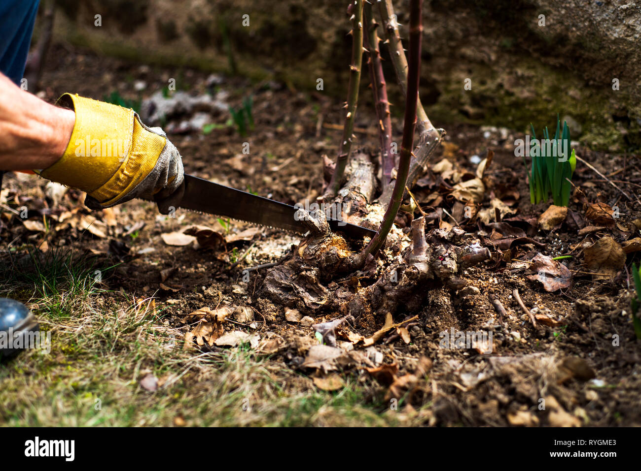L'uomo la potatura di rose nel giardino vicino fino Foto Stock