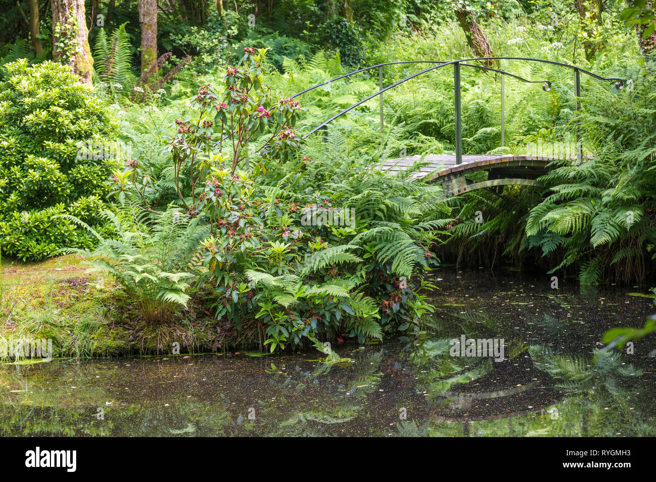 Splendido giardino verde su INISH (Fine) mendicare Foto Stock
