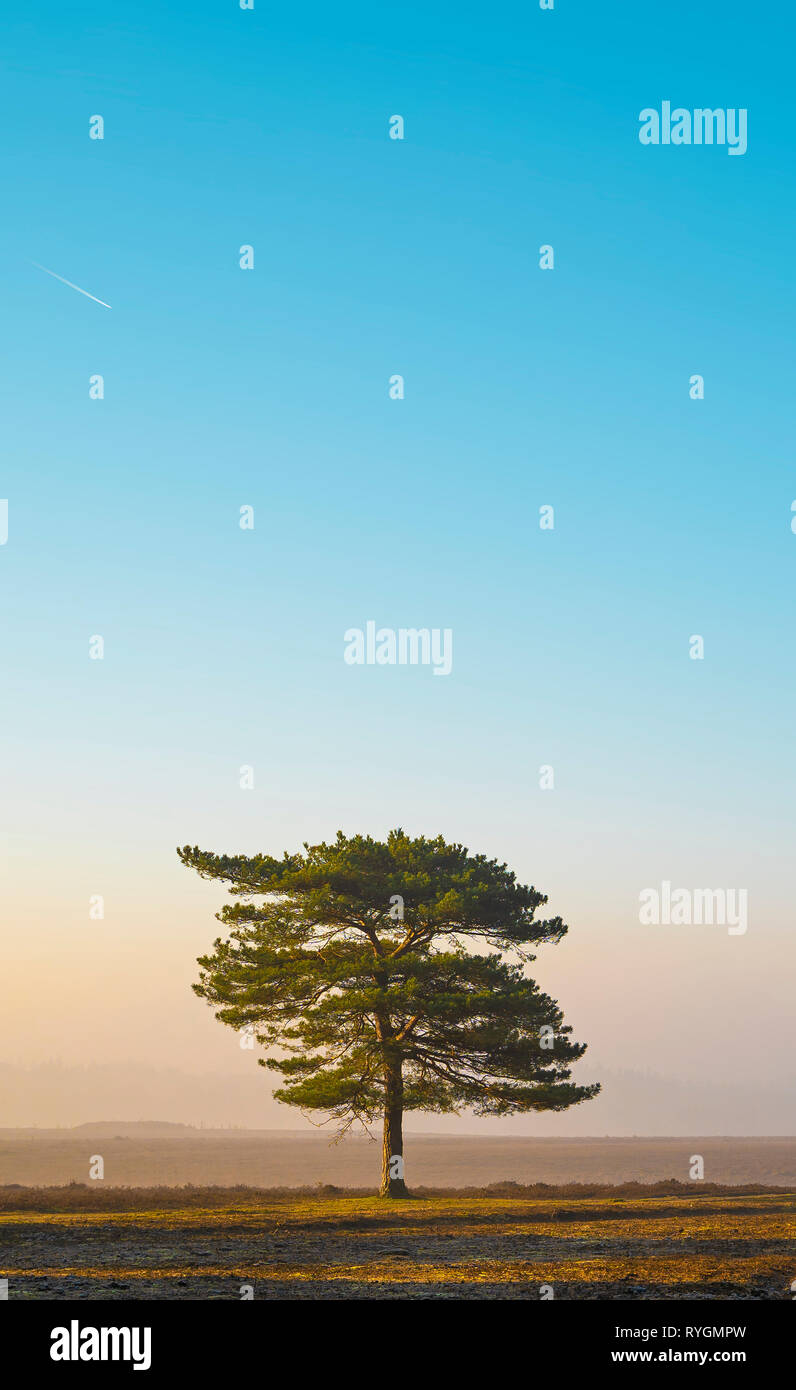 Lone Tree di Sunrise Foto Stock