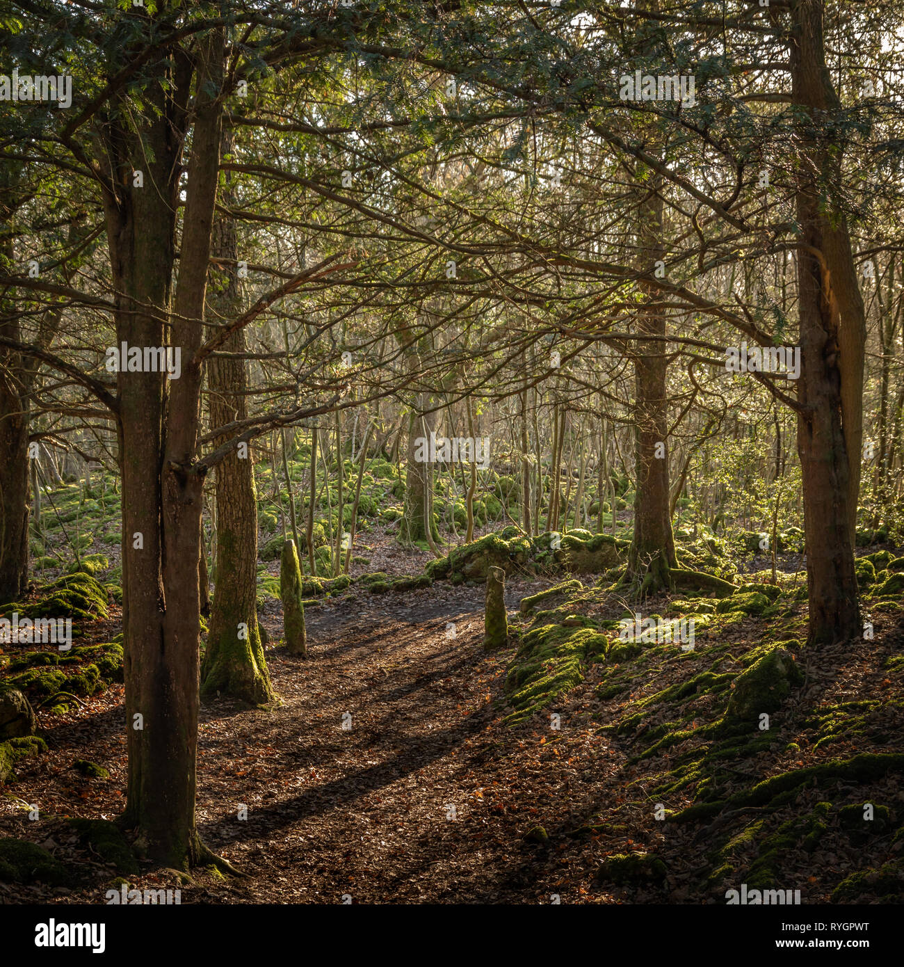 Gateway. Il parco, Silverdale & Arnside AONB Foto Stock