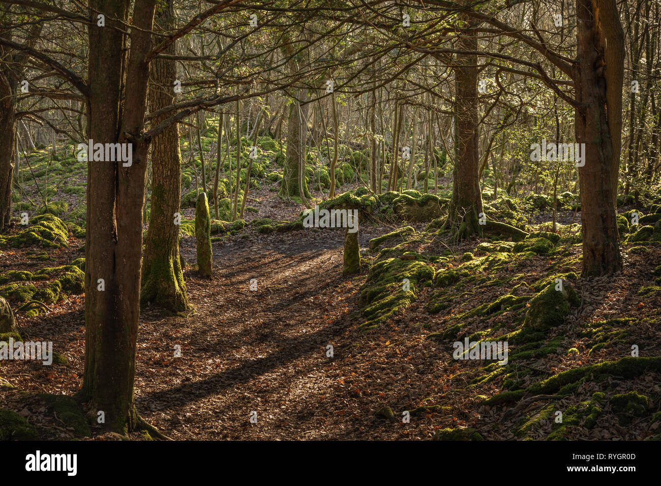 Gateway. Il parco, Silverdale & Arnside AONB Foto Stock