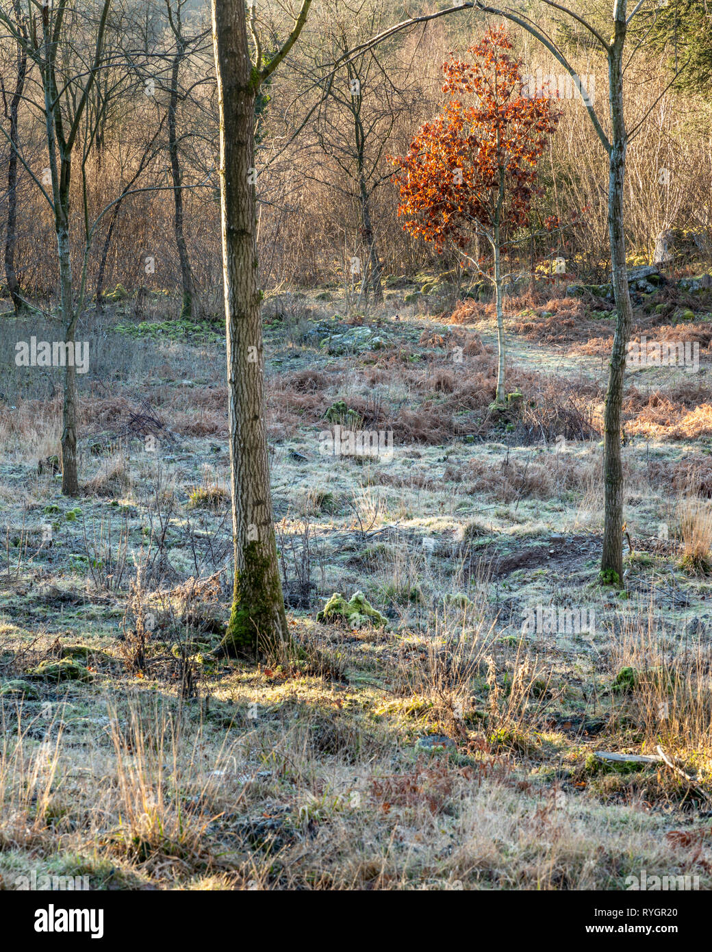 Red Leaf Alberello in Forrest, Silverdale & Arnside AONB Foto Stock