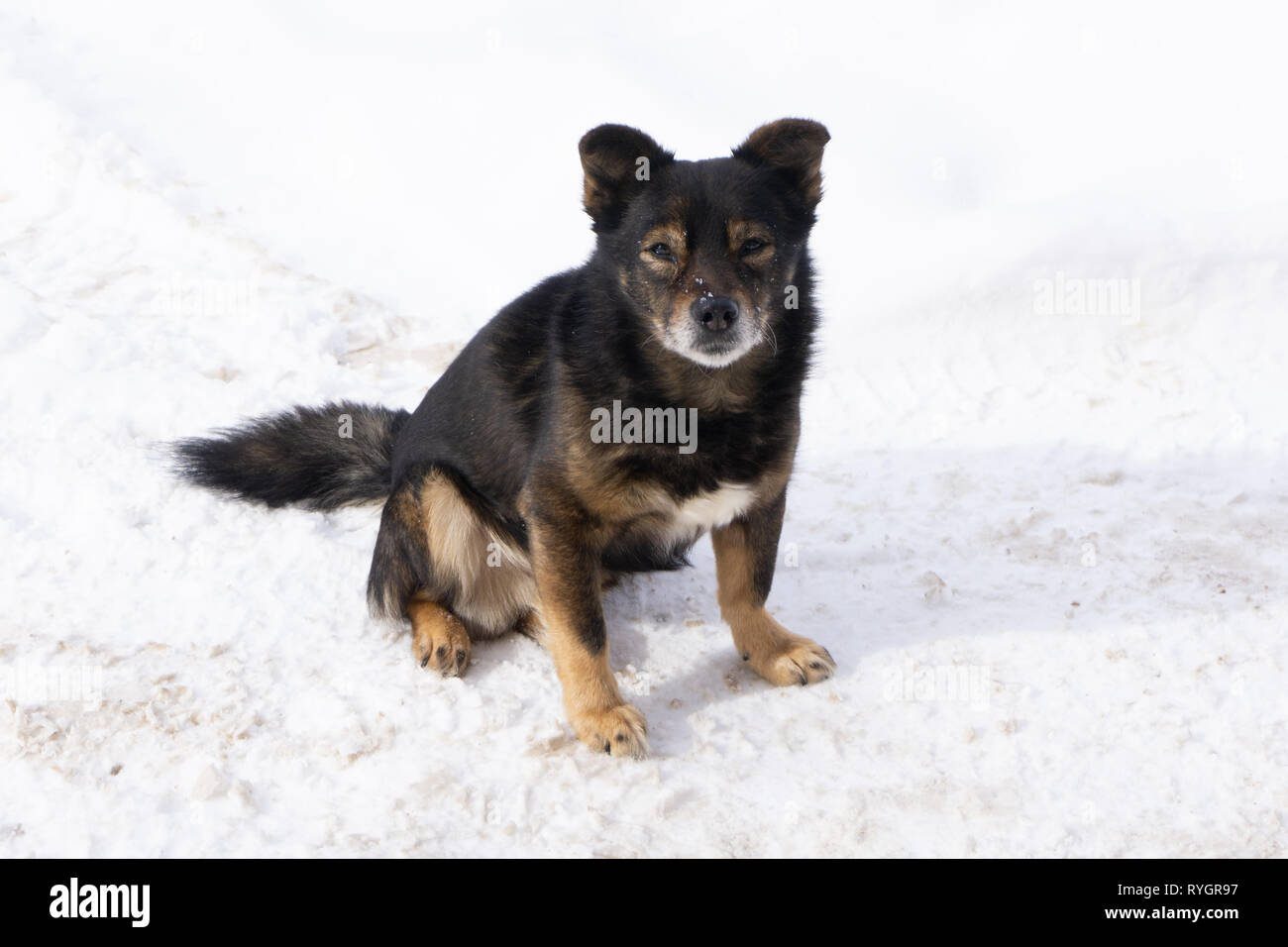 Un molto piccolo cucciolo è in esecuzione felicemente con le orecchie floppy attraverso un giardino con prato verde. Sembrerebbe quasi che egli è in grado di volare. Egli sorride e mostra il suo stagno Foto Stock