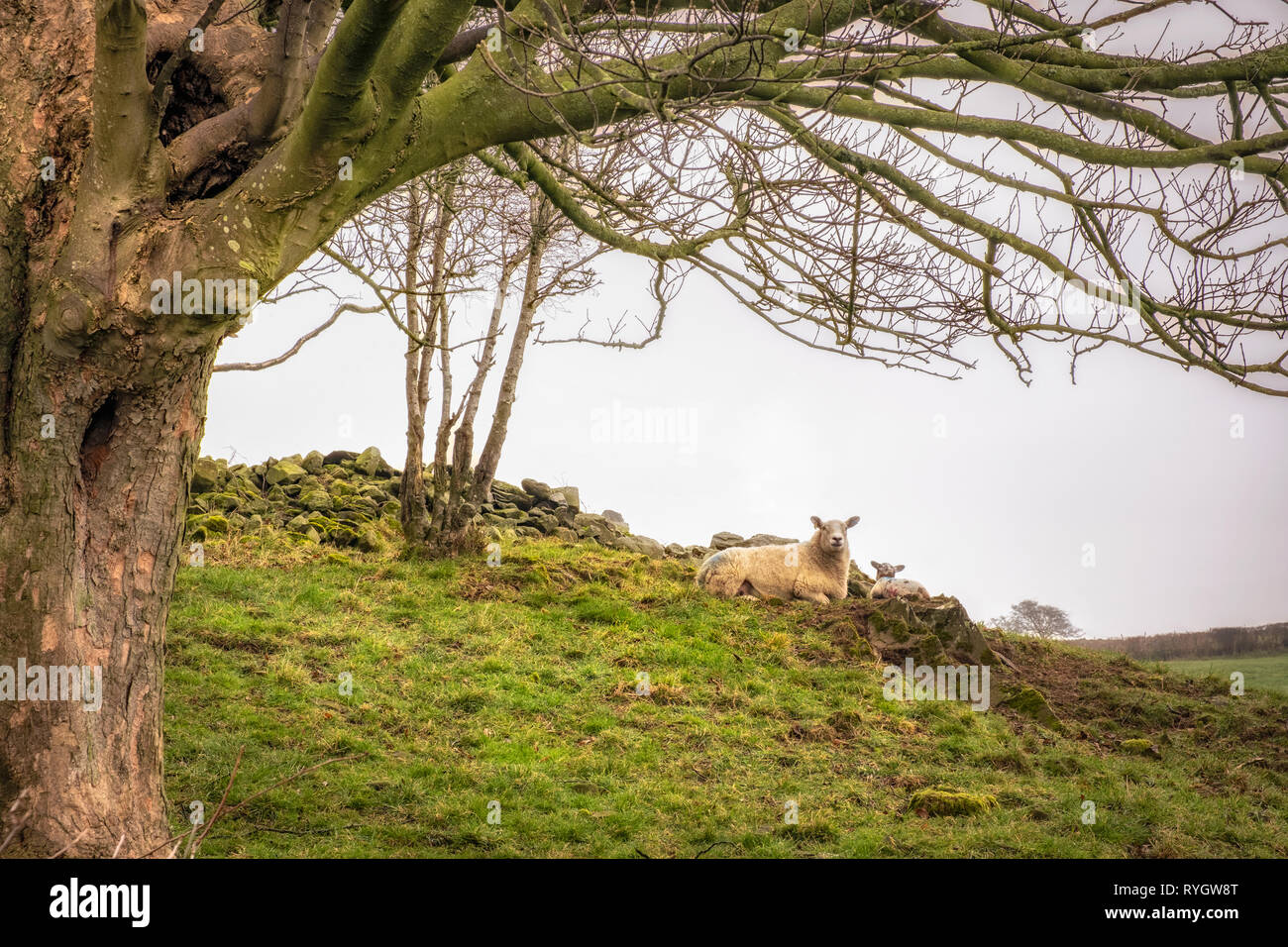 Una pecora mantenendo guardare oltre il suo lamb sul cadde sopra Arrad piede in Cumbria. Foto Stock