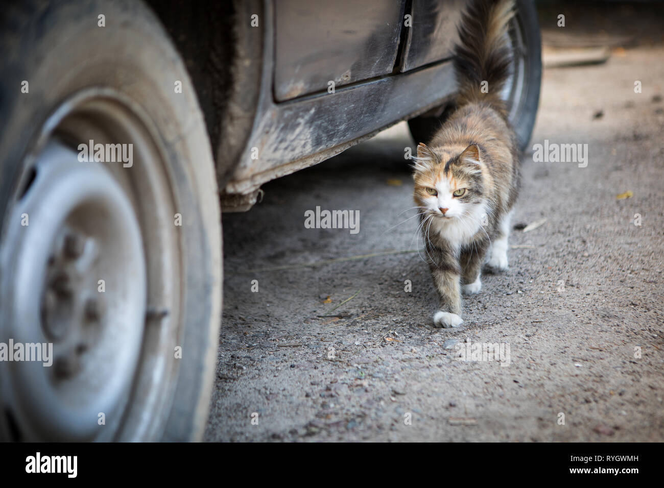 Accovacciato tricolore gatto peloso vicino l'auto, rustico semplice pet life Foto Stock