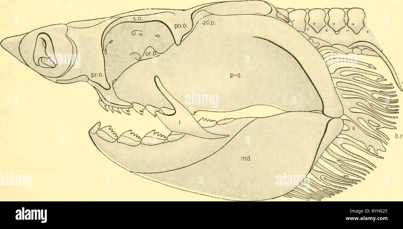 I pesci elasmobranch elasmobranchfish03dani Anno: 1934 Fig. 47. Vista laterale del cranio. Heptanchus maculatus. ex.h Fig. 48. Vista laterale del cranio, con archi brachiale rimosso, Reptanchus maculatus. (Duncan Dunning, canc.) a.c, la capsula uditiva; un.pr., antorbital processo; h.a., angolo basale; h.r., raggi brachiale; ex.h., extrahyoid cartilagine; ///, ottica foramen; f.III, foramen per oculomotor nerve; f.IV, trocleare foramen; f.VIP, foramen per hyomandibular ramo del nervo facciale; f.IX, fora- uomini di glossopharyngeal nerve; f.a.c, foramen di anteriore vena cerebrale; f.o.VII, foramen per op Foto Stock