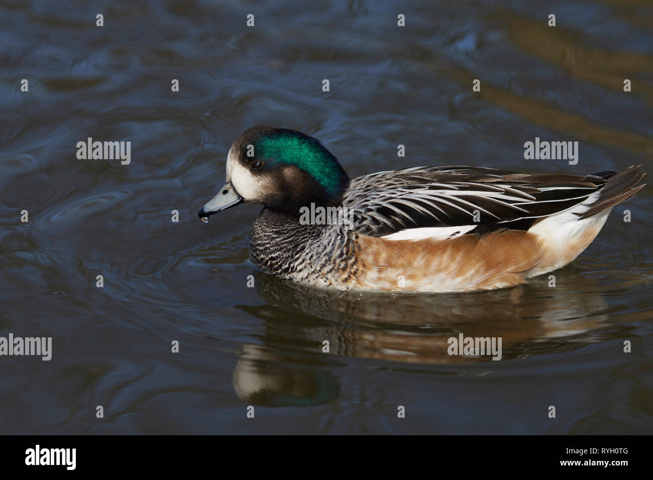 Unico Chiloe Wigeon (Mareca sibilatrix) nuoto su uno stagno a Slimbridge nel Gloucestershire, Regno Unito Foto Stock