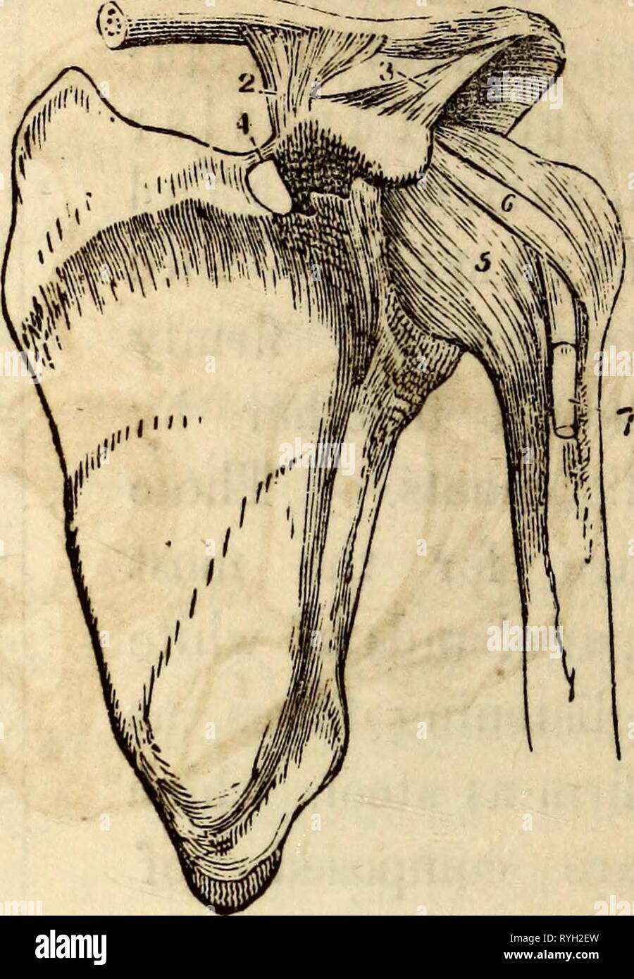 Elementari di anatomia e fisiologia : Per college, accademie e altre scuole elementaryanato00hitc Anno: 1869 Una vista anteriore dei legamenti del bacino. 1, la parte inferiore dell'An- terior legamento vertebrale. 2, il Sacro- legamento vertebrale. 3, il legamento Ilio-Lumbar. 4, la porzione anteriore del legamento Sacro-Iliac. 5, l'otturatore legamento. 6, legamento Pouparfs. 7, quella porzione dello stesso che è noto come Gimbernat del legamento. 8, il legamento capsulare dell'Hip-Joint. 9, l'ac- legamento cessory del Hip-Joint. Maiale. 86. i legamenti da Shoulder-Joint 1, il Superiore Foto Stock