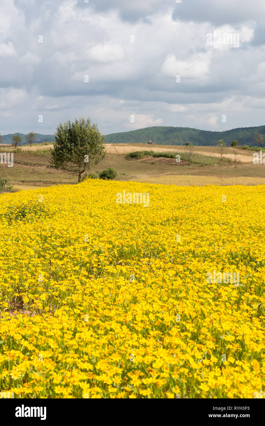 Immagine verticale di daisy fiori visualizzare durante il famoso trekking tra Kalaw al Lago Inle si trova in Myanmar Foto Stock
