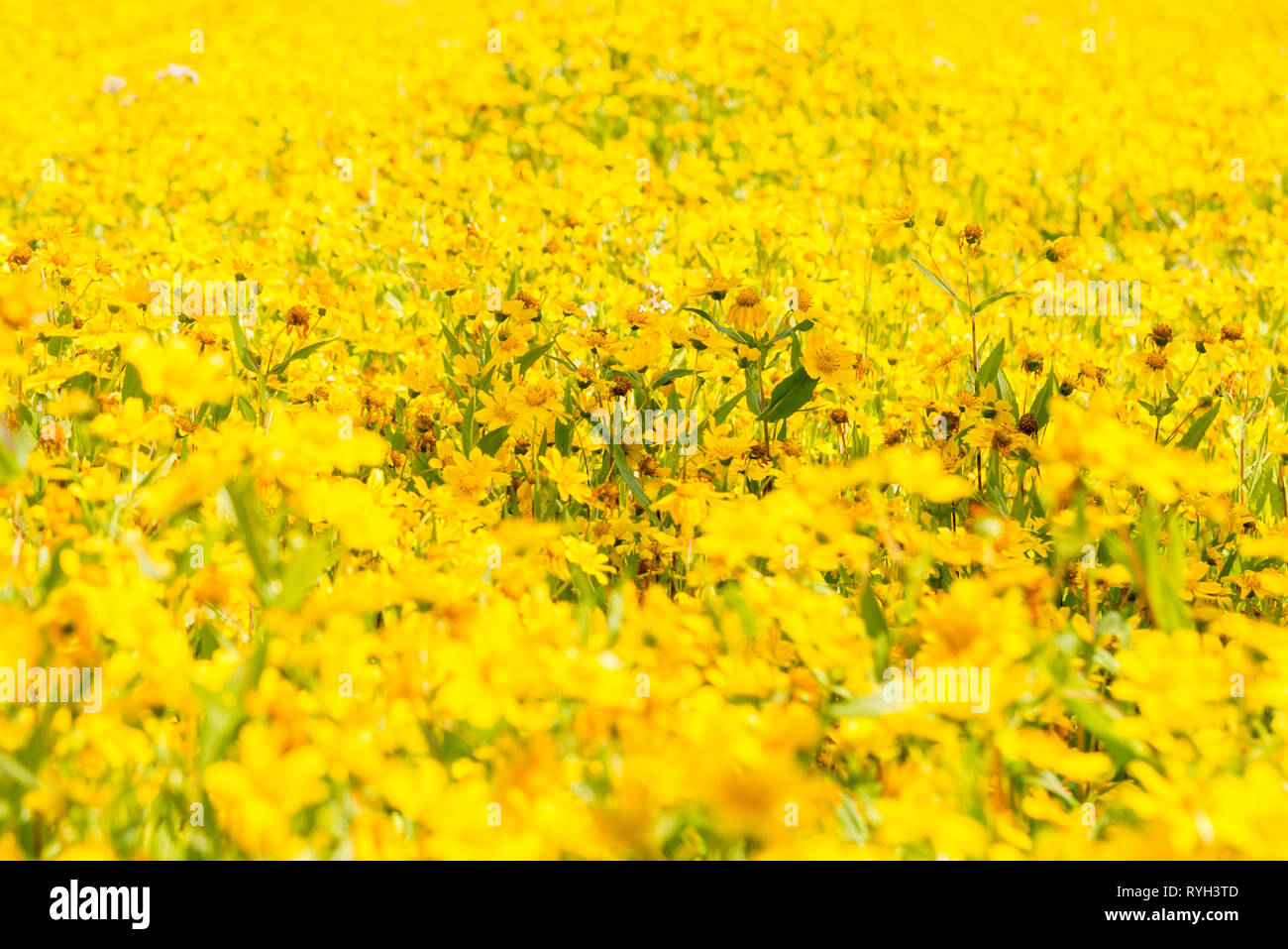 Immagine orizzontale di coloratissimi fiori a margherita con focus sulla zona centrale. Foto Stock