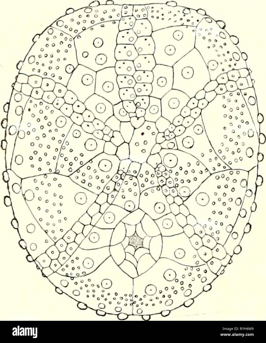 Echinoidea del sud svedese Polar Expedition echinoideaofswed00mort Anno: 1910 80 TH. MORTENSEN, (Schwed. Siidpolar-Exp. essere presi in considerazione eventuali più gravi le discussioni scientifiche. - Può essere ob- jected che la figura rappresenta A. cordatits, mentre le mie osservazioni sono realizzati su A. cavernosas, e che le differenze così potrebbe essere a causa di differenze specifiche. Questa obiezione non è valida per due motivi: i) è estremamente improbabile che due in modo quasi specie correlate come A. cordatus e cavernosas dovrà dimostrare in modo molto diverso in questo stadio precoce, e 2) ho esaminato una Foto Stock