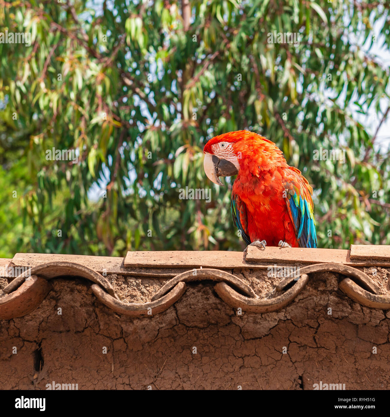 Un scarlet macaw (Ara macao) in piedi su un tetto nella foresta pluviale del Perù, Sud America. Foto Stock
