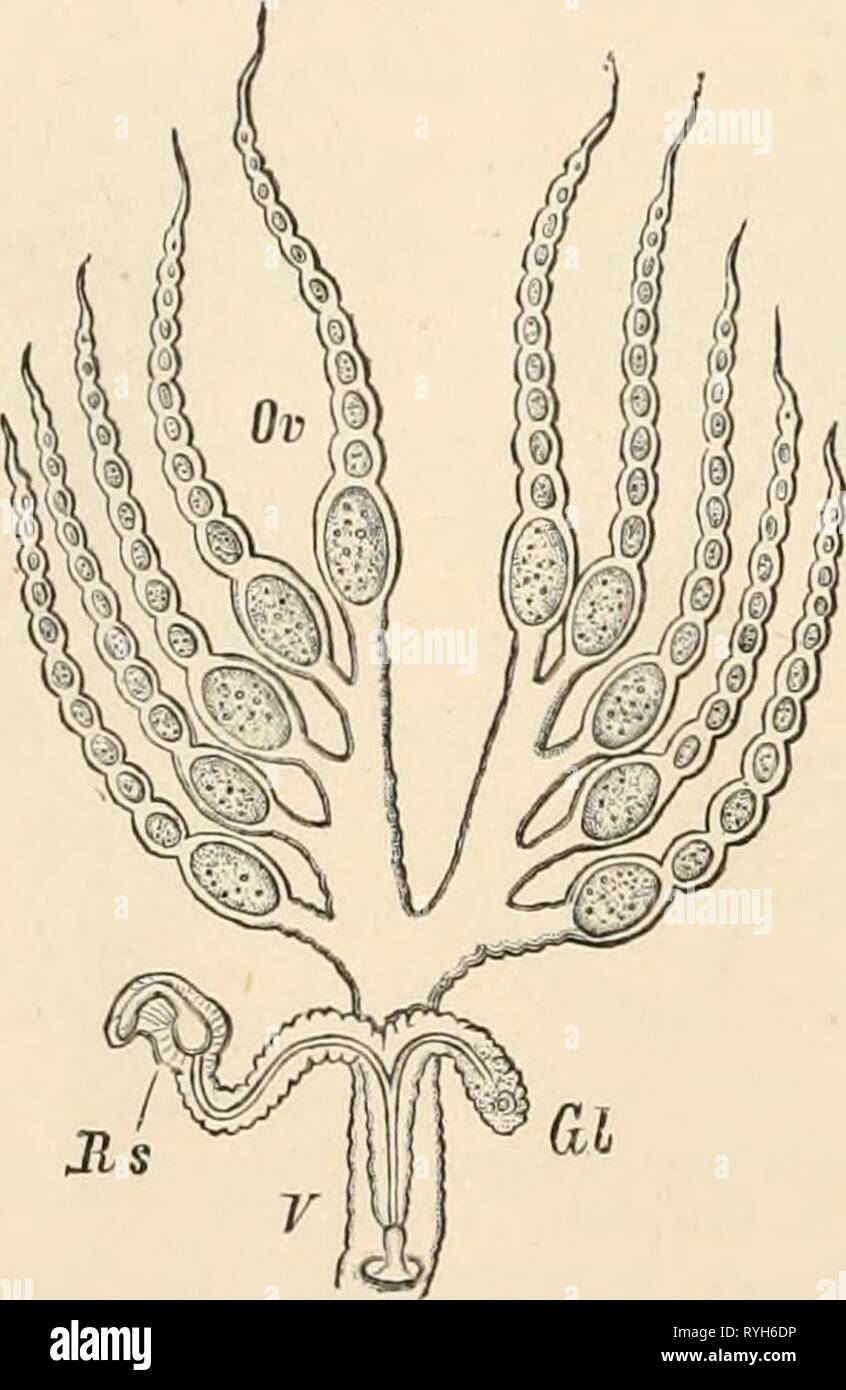 Testo elementare-libro di zoologia (1884) Foto Stock
