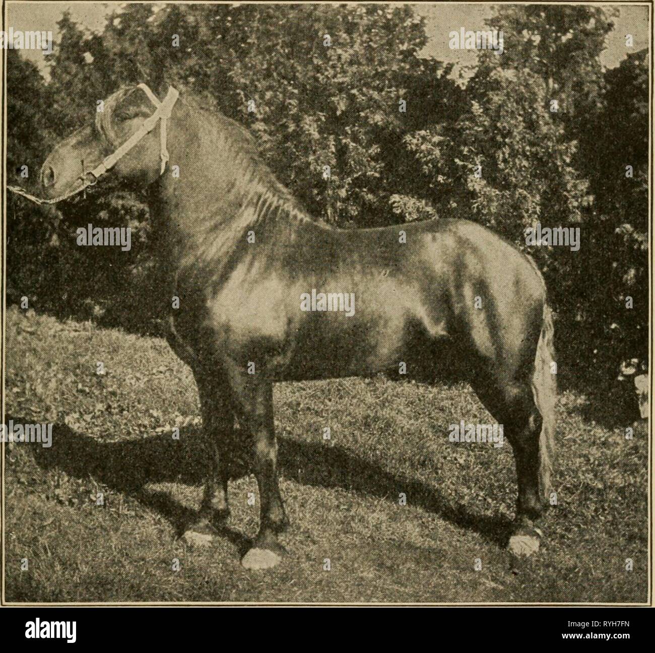Agricoltura elementare con pratico elementaryagricu aritmetica01hatc Anno: 1906 alimentando il magazzino 103 Malles, e la più vicina condizioni estate può essere dupli- cato maggiore sarà l'imprenditore di successo. Suini, alimentato esclusivamente su una dieta di mais, hanno talvolta debole delle ossa. Perché? Perché non vi è un numero sufficiente di sostanze minerali nel granoturco di cui fare forte UN PREMIO PERCHERON ossa. Maiali crescenti dovrebbe essere alimentato proteina alimenti, con abbondanza di sostanze minerali in essi per formare ossea e muscolare. Più tardi, quando il tempo di ingrasso proviene, fat- Foto Stock Agricoltura elementare con pratico elementaryagricu aritmetica01hatc Anno: 1906 alimentando il magazzino 103 Malles, e la più vicina condizioni estate può essere dupli- cato maggiore sarà l'imprenditore di successo. Suini, alimentato esclusivamente su una dieta di mais, hanno talvolta debole delle ossa. Perché? Perché non vi è un numero sufficiente di sostanze minerali nel granoturco di cui fare forte UN PREMIO PERCHERON ossa. Maiali crescenti dovrebbe essere alimentato proteina alimenti, con abbondanza di sostanze minerali in essi per formare ossea e muscolare. Più tardi, quando il tempo di ingrasso proviene, fat- Foto Stock