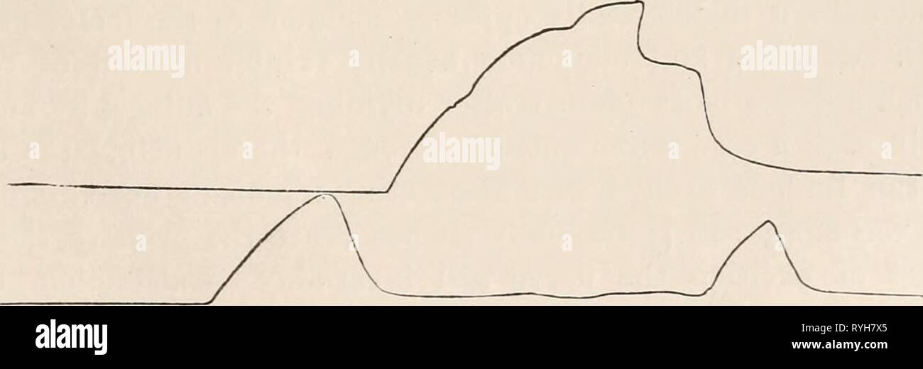 Elettro-fisiologia electrophysiolog02bied Anno: 1896-98 FIG. 165.-curve di contrazione del muscolo adduttore (superiore) e muscolo abductor (inferiore) della Cray- pesci artiglio, eccitati dal nervo comune con crescente forza di induzione tetanising correnti. Le figure contrassegnare la distanza della bobina in centimetri. qualsiasi segno di risposta. Vi è sempre una data intensità di eccitazione in cui la contrazione di entrambi i rapitori e precursori - additivi (???) è molto debole, ma la stimolazione non è mai del tutto inefficace. In tal caso un lieve alterazione della bobina secondaria in una o nell'altra direzione sufficiente e Foto Stock