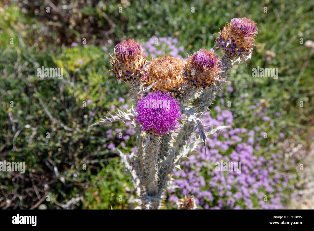 Viola illiriche di fiori di cardo (Onopordum illyricum) cresce in Lefkada, Grecia Foto Stock