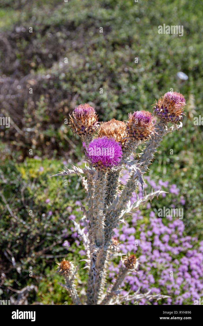 Viola illiriche di fiori di cardo (Onopordum illyricum) cresce in Lefkada, Grecia Foto Stock