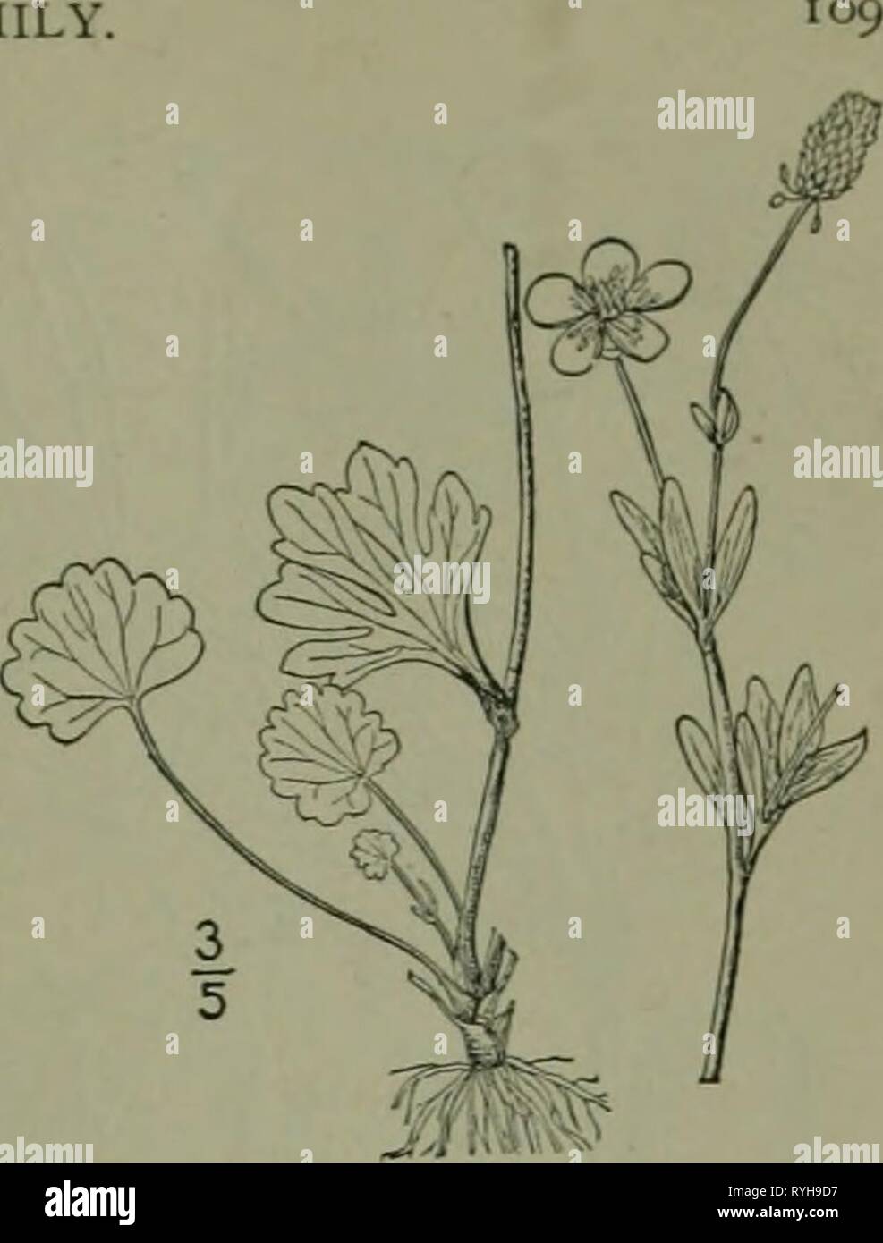 Una flora illustrata del nord degli Stati Uniti, il Canada e la British possedimenti : da Terranova al parallelo tra il confine meridionale della Virginia e dall'Oceano Atlantico verso ovest per il 102º meridiano ed2illustratedflo02brit Anno: 1913 14. Ranunculus ovalis Raf. Prairie Crow- piede. Fig. 1908. Ranunculus ovalis Raf. Proc. Dic. 36. 1814. Ranunculus rhomboideus Goldie, Edinb. Phil. Joum. 6: 329. 1822. Pubescent, ramificazione, 6-18' alta. Abbassare e foglie basali ovale, oblunga, o di forma ovale-oblunga lungo- petioled, la lama l' in lunghezza o più, crenate o leggermente lobato ottuso, il b Foto Stock