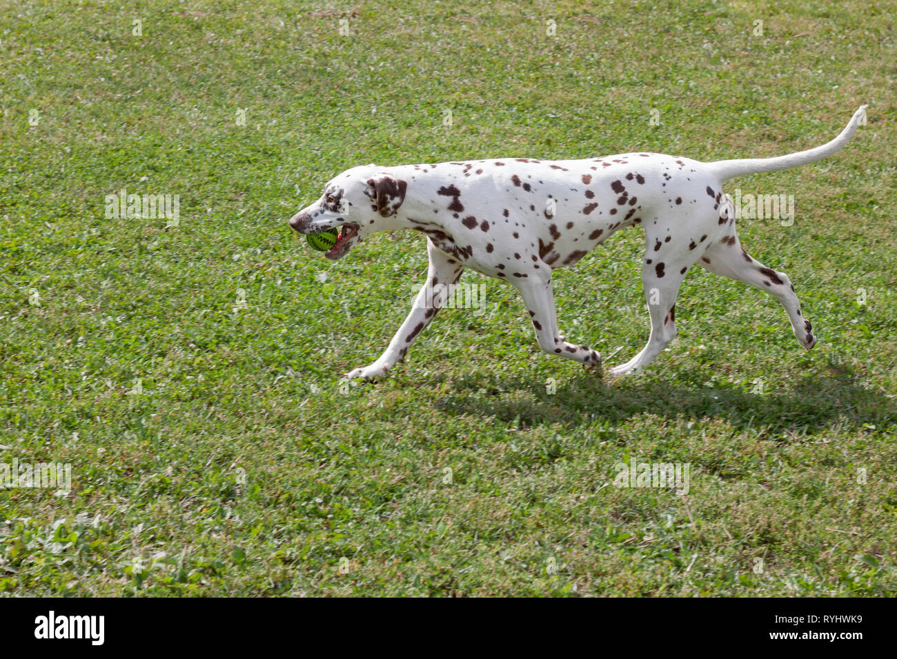 Grazioso cucciolo dalmata è il trasporto di una piccola sfera nei suoi denti. Gli animali da compagnia. Cane di razza. Foto Stock