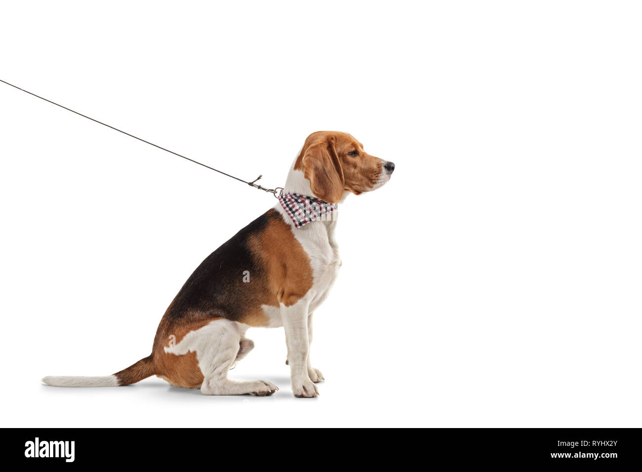 Colpo di profilo di un cane beagle con una sciarpa al guinzaglio isolati su sfondo bianco Foto Stock
