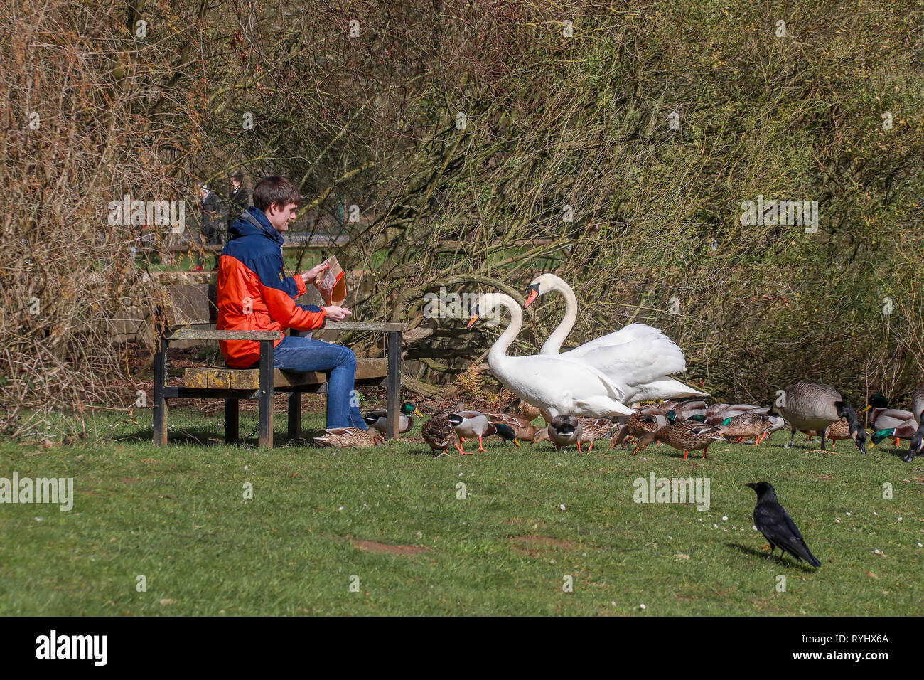 Uomo seduto sul banco alimentare le anatre e cigni da un laghetto al sole in Oxford University Parks in inverno / molla Foto Stock