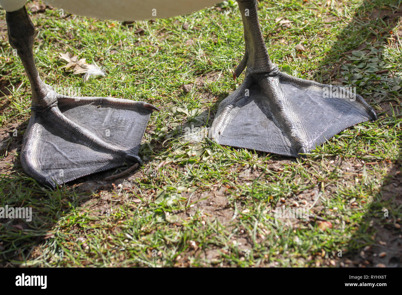 Chiusura del cigno nero piedi palmati in piedi sull'erba sotto il sole in Oxford University Parks in inverno / molla Foto Stock