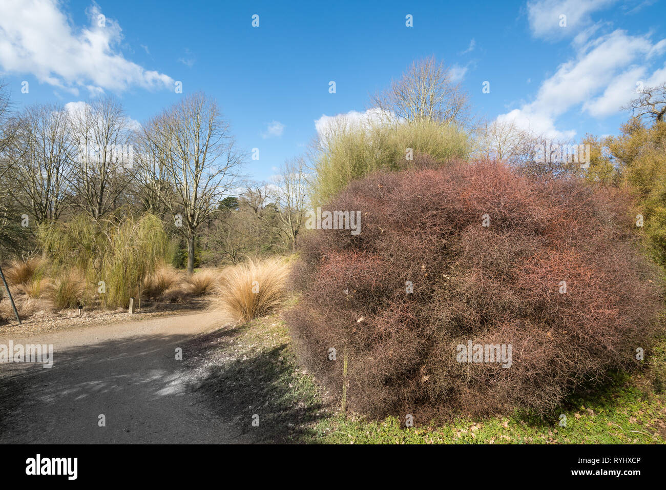 Vista della Nuova Zelanda area giardino Savill Garden sul Surrey/Confine Berkshire, Regno Unito, durante il mese di marzo Foto Stock