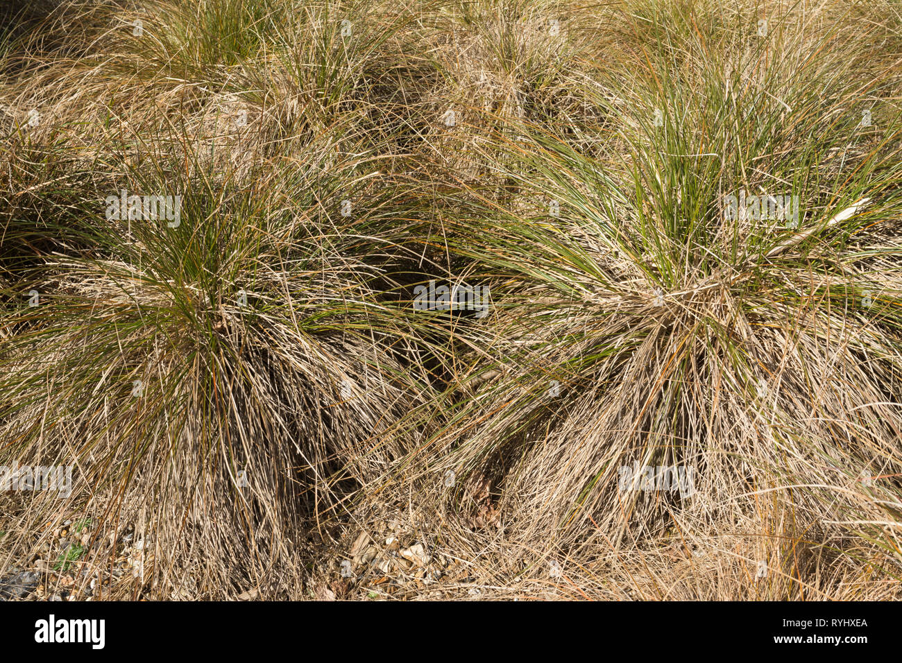 Carex testacea (arancione Nuova Zelanda sedge), un'erba ornamentale Foto Stock