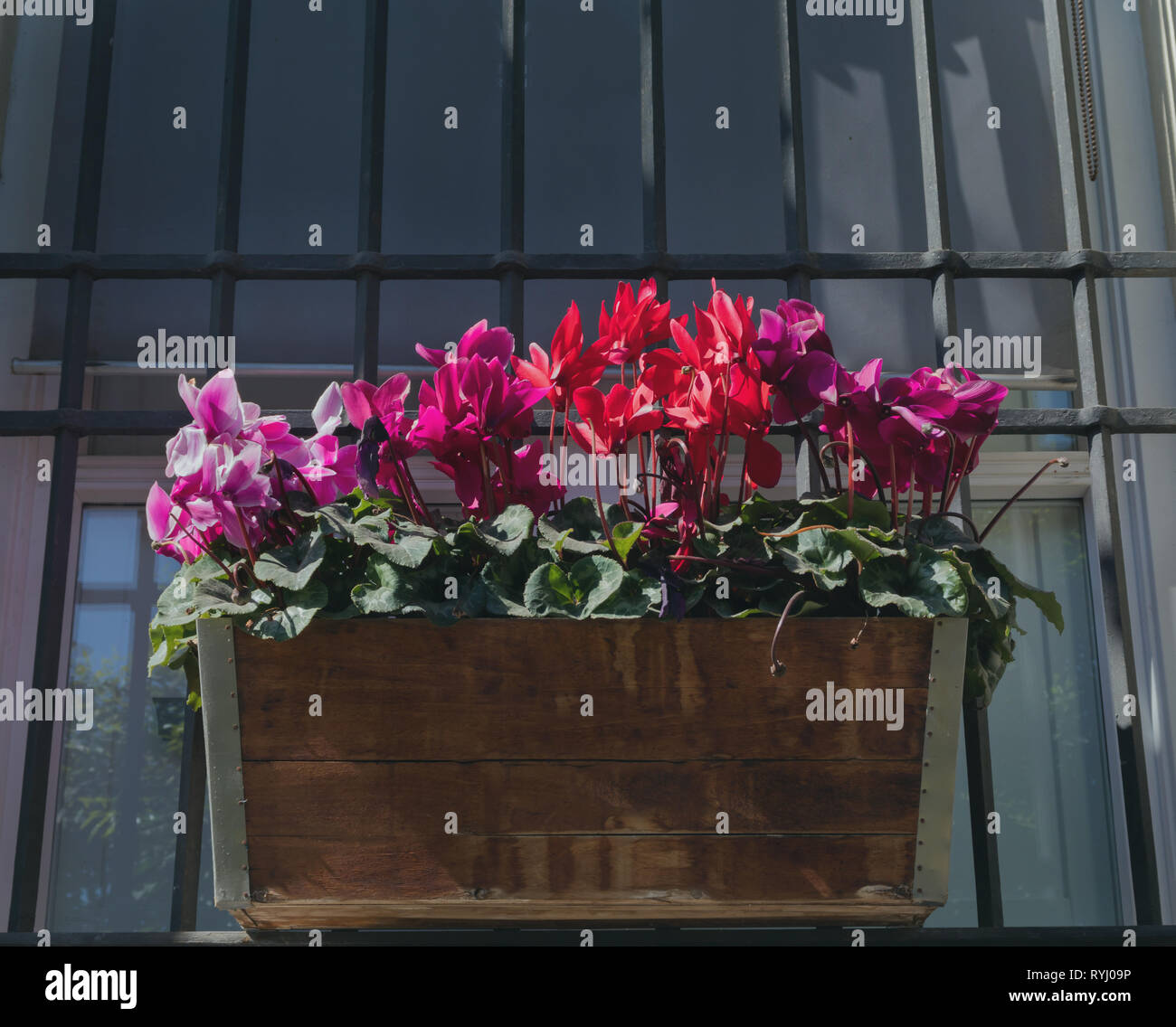 Cyclamen persicum, persia viola in un vaso di legno sul davanzale di una finestra Foto Stock