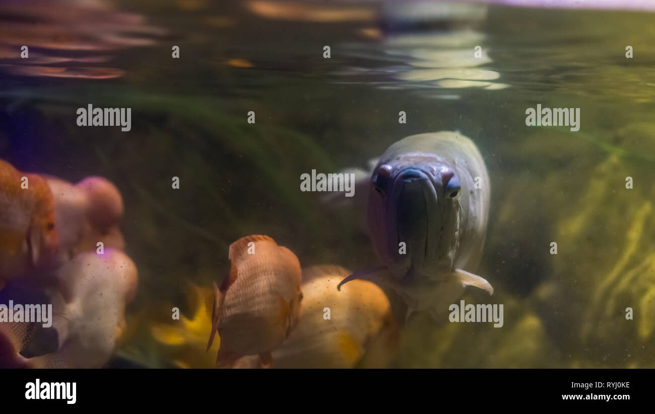 Primo piano del volto di un argento arowana, lungo tropicale pesce nuotare in acqua, popolare aquarium ornamentali pet Foto Stock
