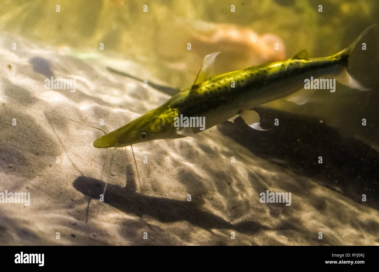 Bloccate sorubim, una lunga whiskered lupo di mare, pesci tropicali dai fiumi del Sud America Foto Stock