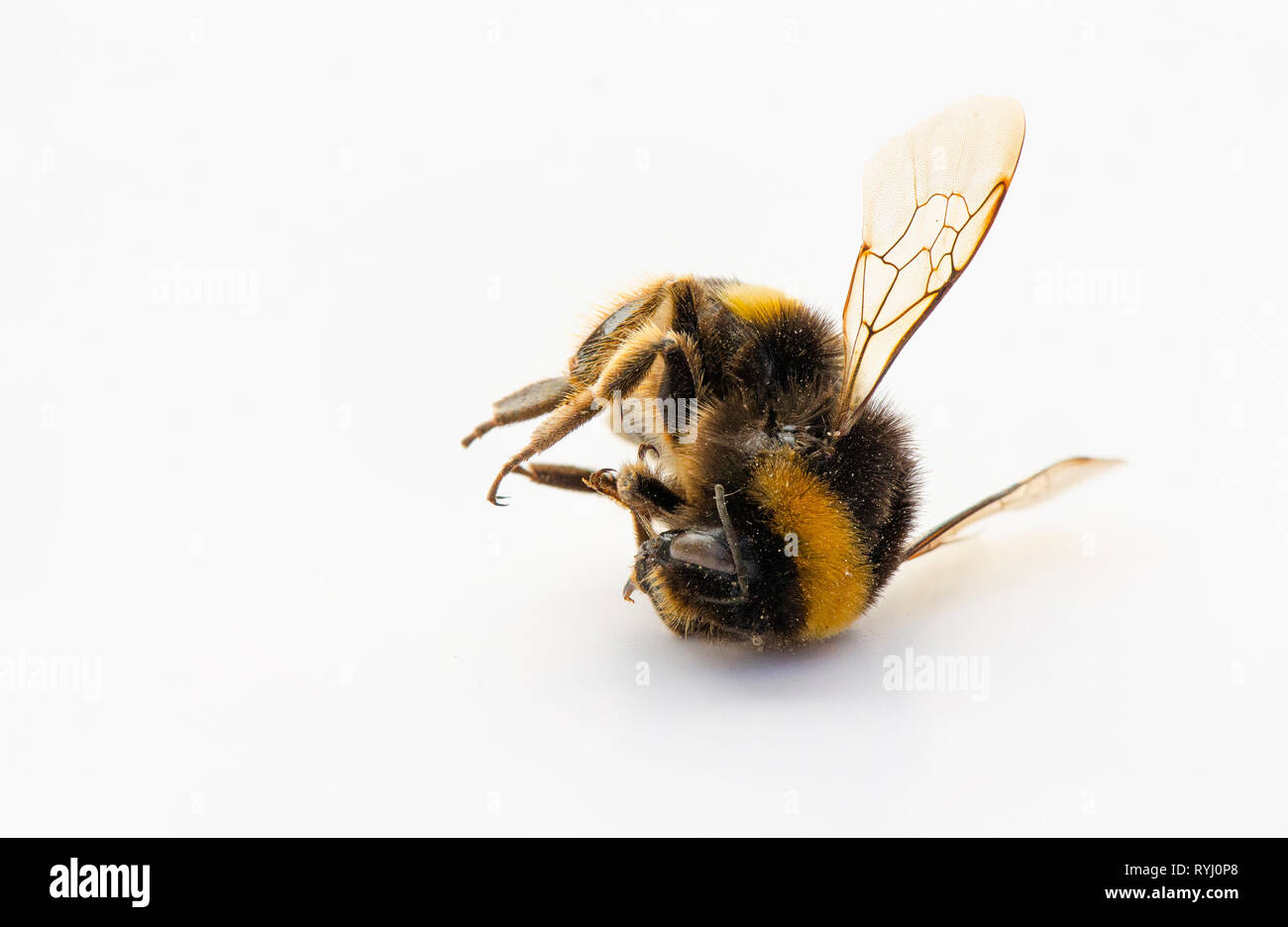 Bumblebee, Macro di dead Bumblebee su sfondo bianco Foto Stock