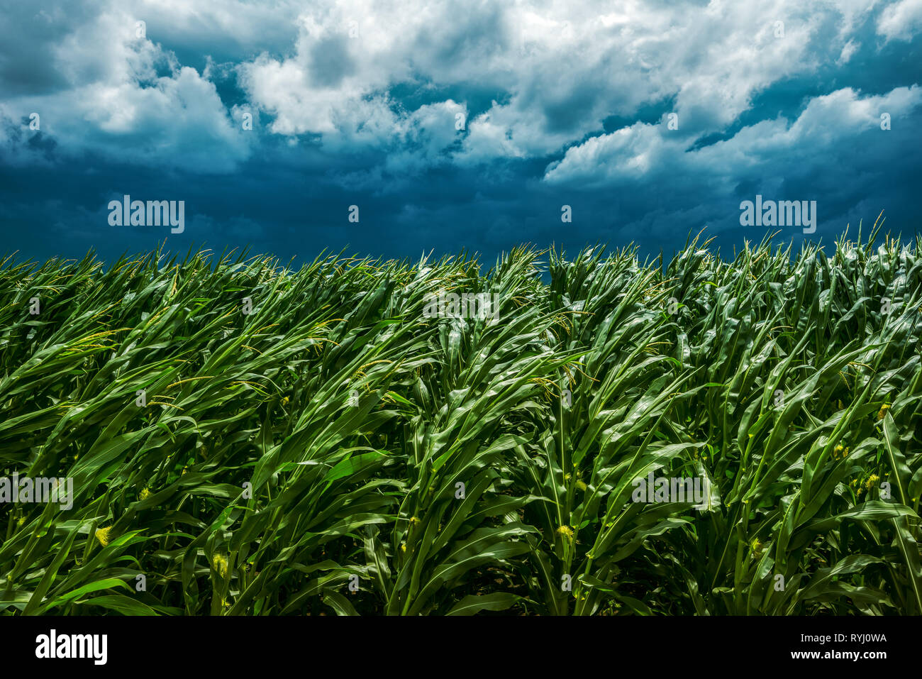 Campo di mais e cielo tempestoso, forte il vento soffia e impianti di piegatura nel paesaggio coltivato Foto Stock