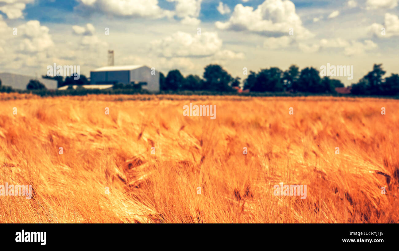 Segale cresce su azienda agricola, cereali paesaggio vegetale con costruzioni agricole in background, il fuoco selettivo Foto Stock