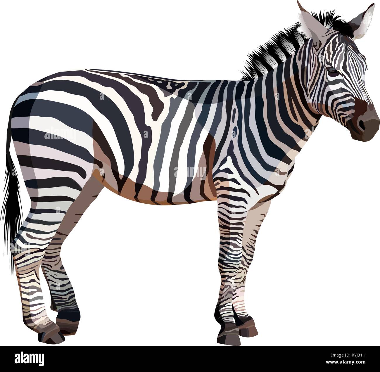 Zebra africana su sfondo bianco illustrazione vettoriale Illustrazione Vettoriale