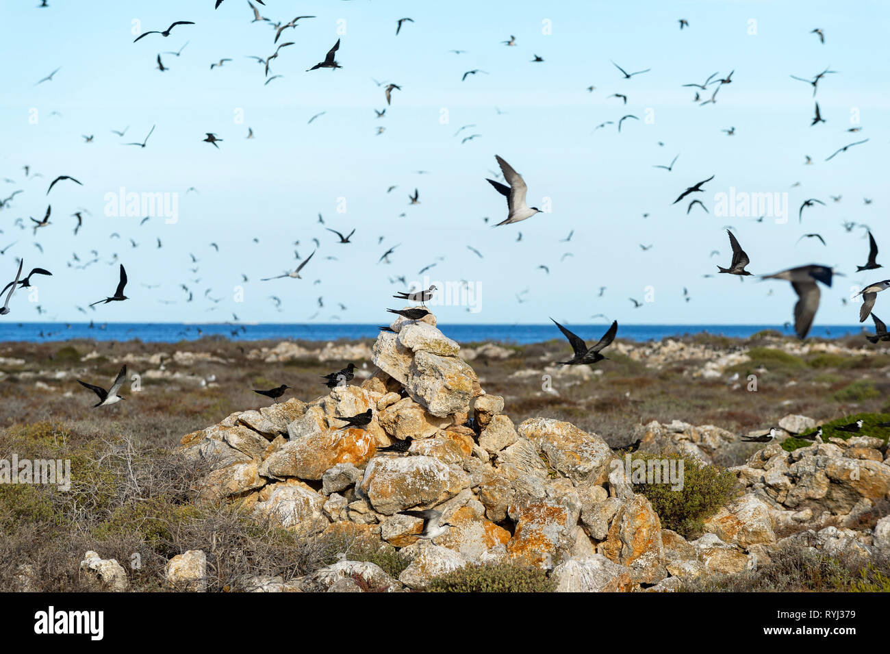 Fuligginosa sterne e cuneo Shrearwaters codato sulla Grande Isola di ratto, Houtman Abrolhos. Il Houtman Abrolhos isole si trovano a 60 chilometri al largo della costa della Geraldt Foto Stock