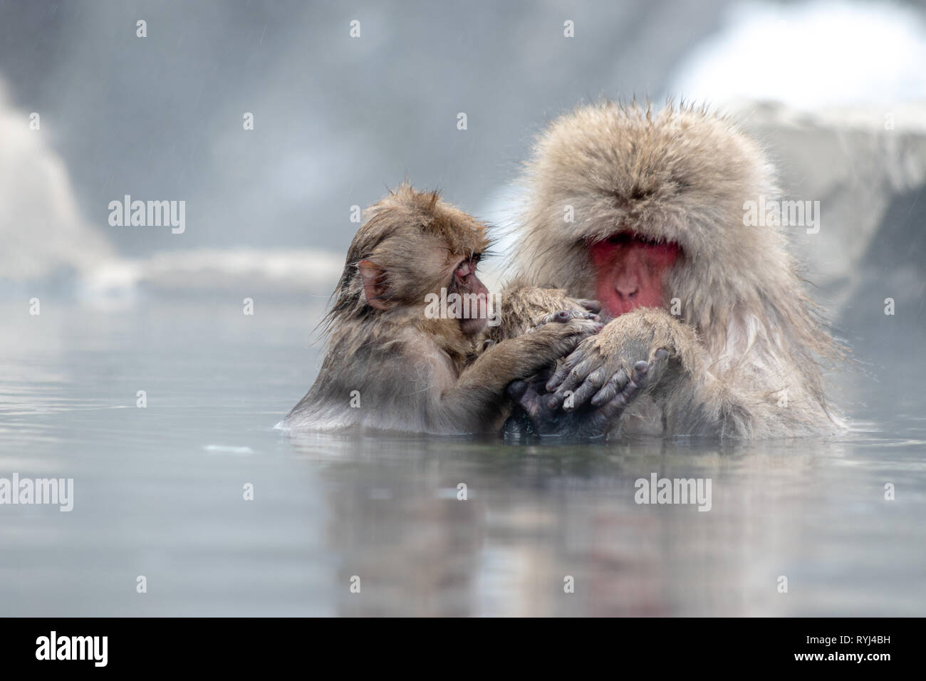 Un bambino e adulto Macaque giapponese bagnarsi in una primavera calda Foto Stock