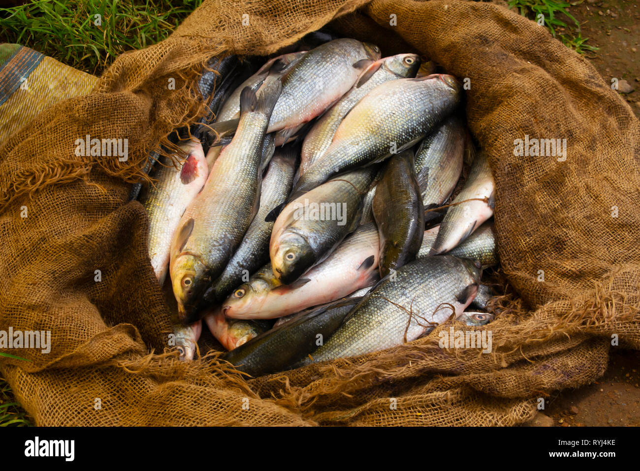 Pesce fresco in vendita al mercato rurale, Titamba Village, Dharni Taluka, Distretto di Amravati, Maharashtra, India Foto Stock