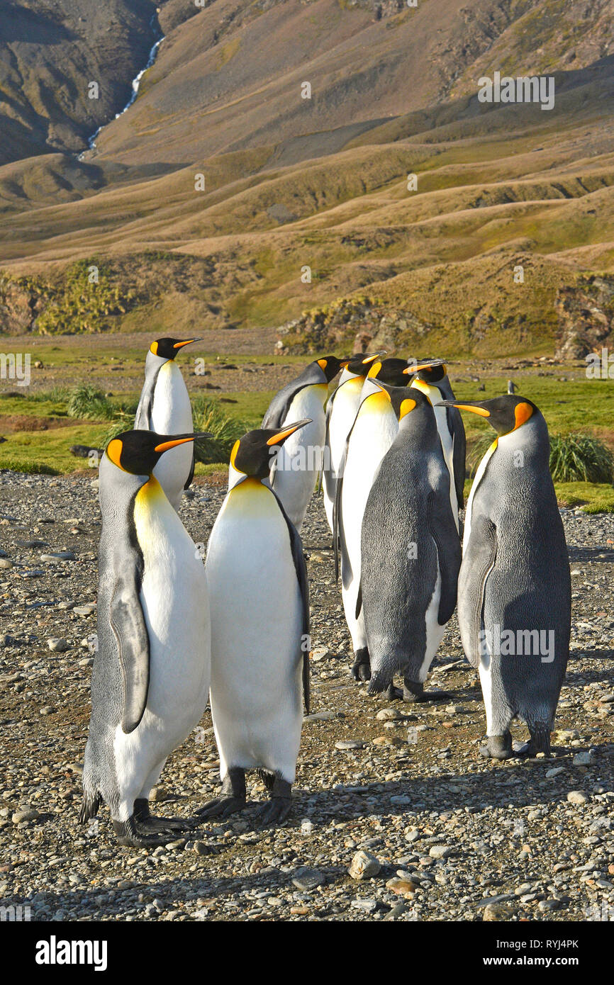 Re pinguini (Aptenodytes patagonicus), colonia in tela di isola, Isole Falkland, Sud Atlantico Foto Stock