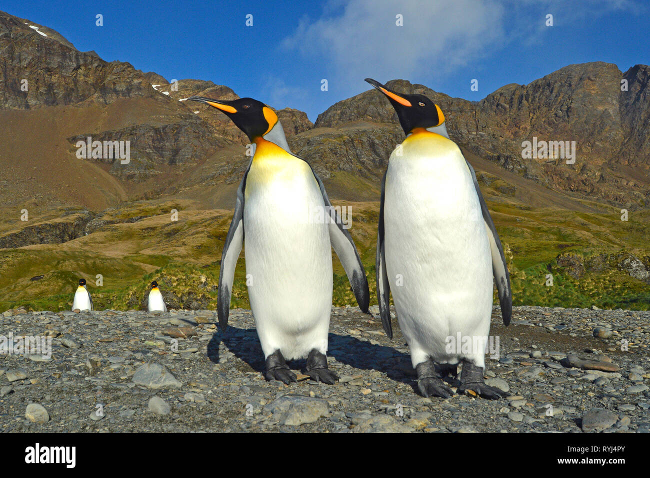 Pinguino reale (Aptenodytes patagonicus), due adulti su tela di isola, Isole Falkland, Sud Atlantico Foto Stock