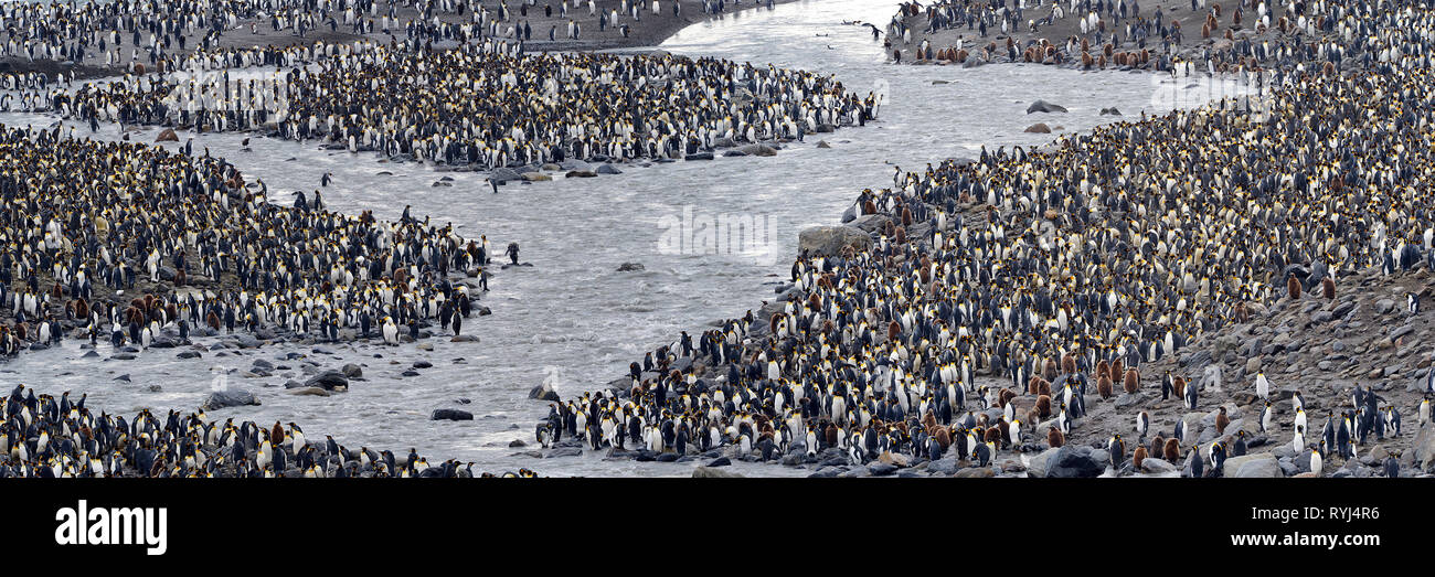 Migliaia di pinguini re (Aptenodytes patagonicus), in corrispondenza di un sito di nidificazione sull Isola Georgia del Sud, Antartico Foto Stock
