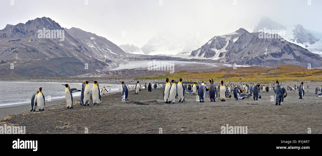 Re pinguini (Aptenodytes patagonicus), colonia in un annidamento sull Isola Georgia del Sud, Antartico Foto Stock