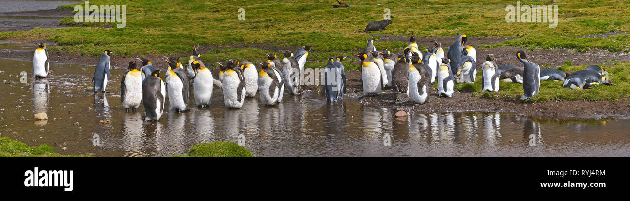 Re pinguini (Aptenodytes patagonicus), colonia in Salisbury Plain, Isola Georgia del Sud, Antartico Foto Stock