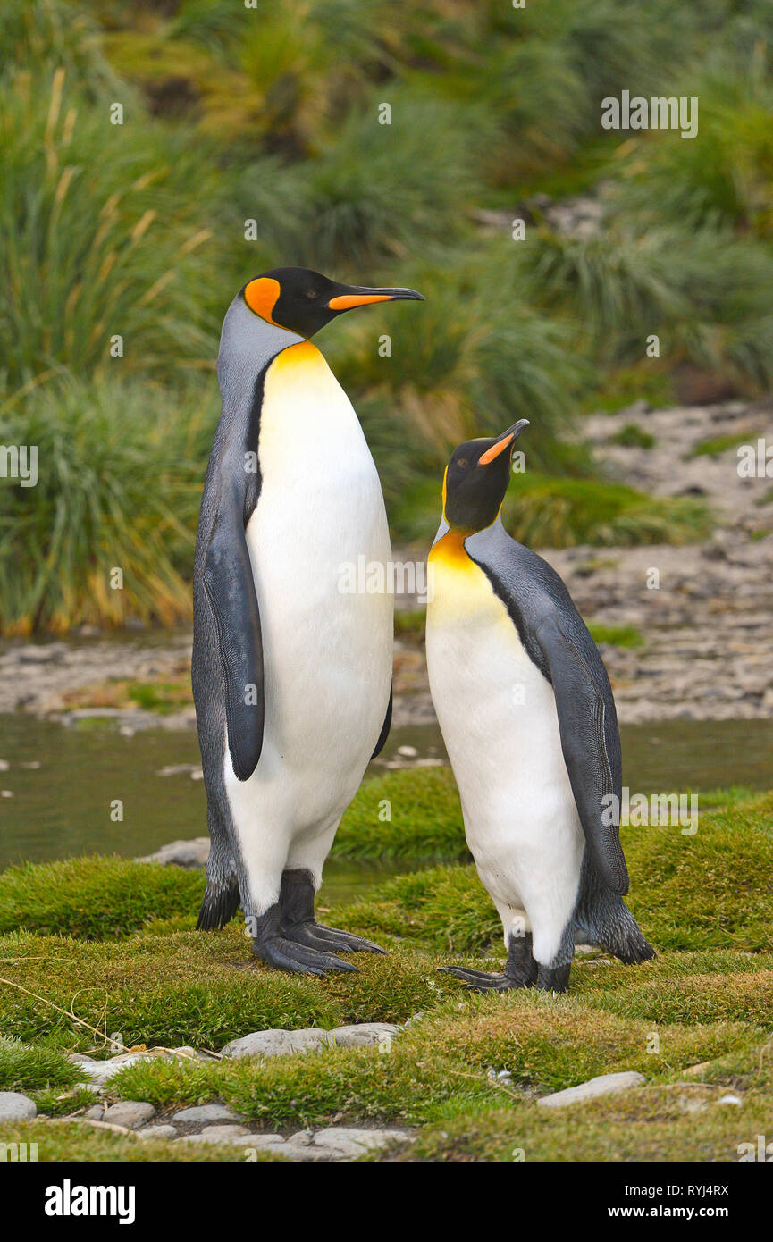 Re pinguini (Aptenodytes patagonicus), Adulto coppia sull Isola Georgia del Sud, Antartico Foto Stock