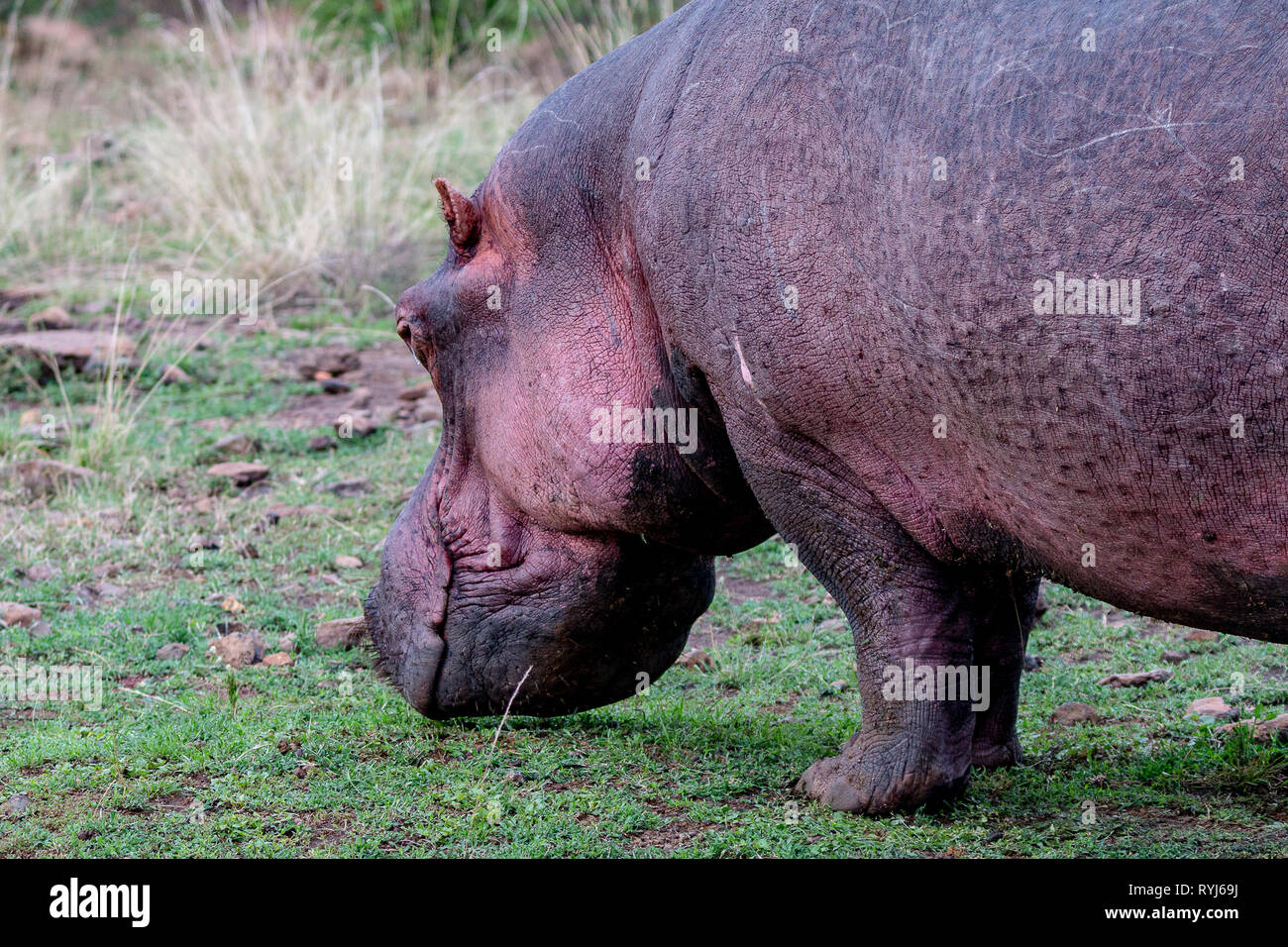 Ippopotamo, Kenya un Foto Stock