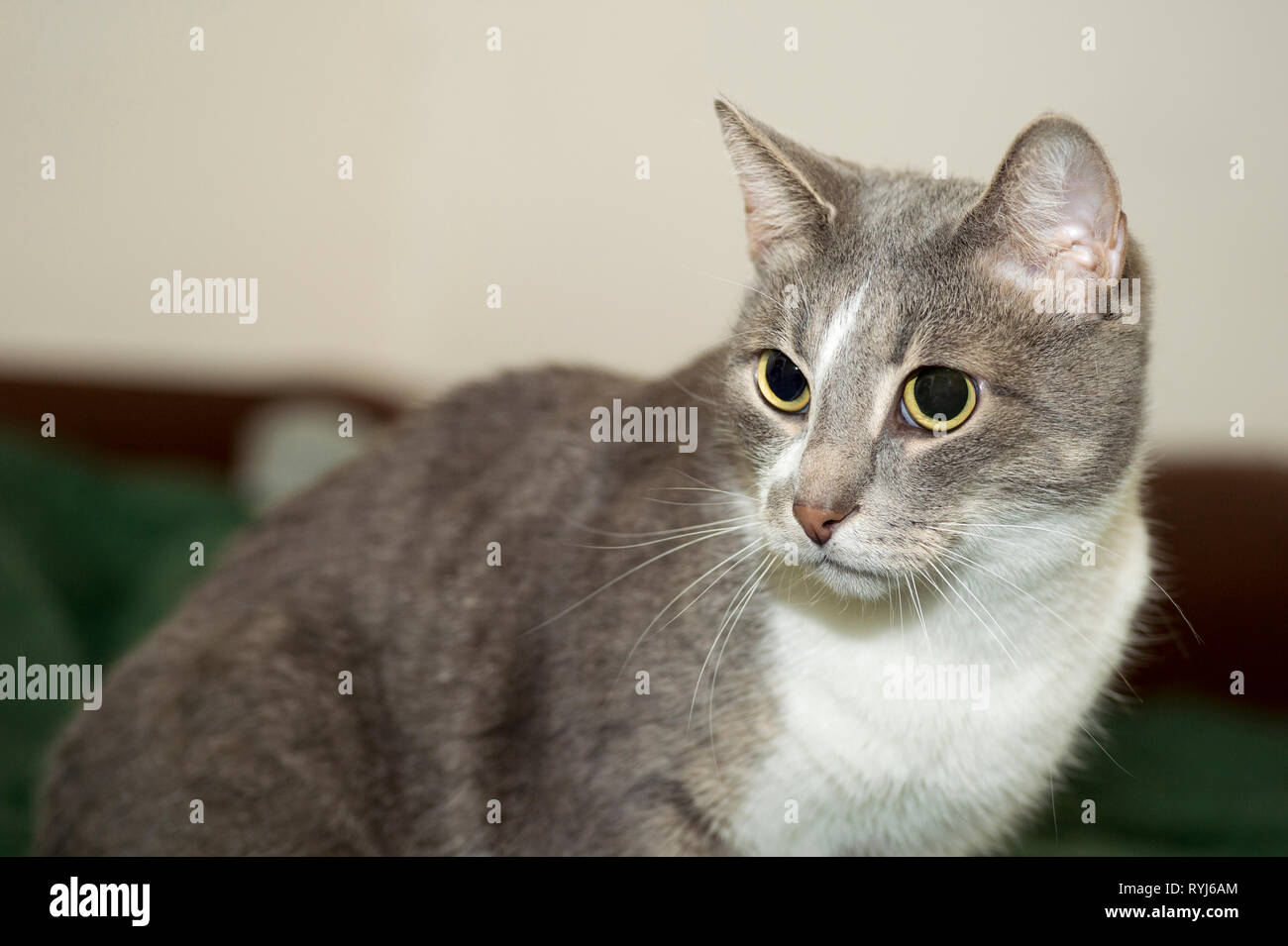 Un giovane gatto grigio con un torace bianco closeup con un look concentrato e una faccia di contrasto. Foto Stock