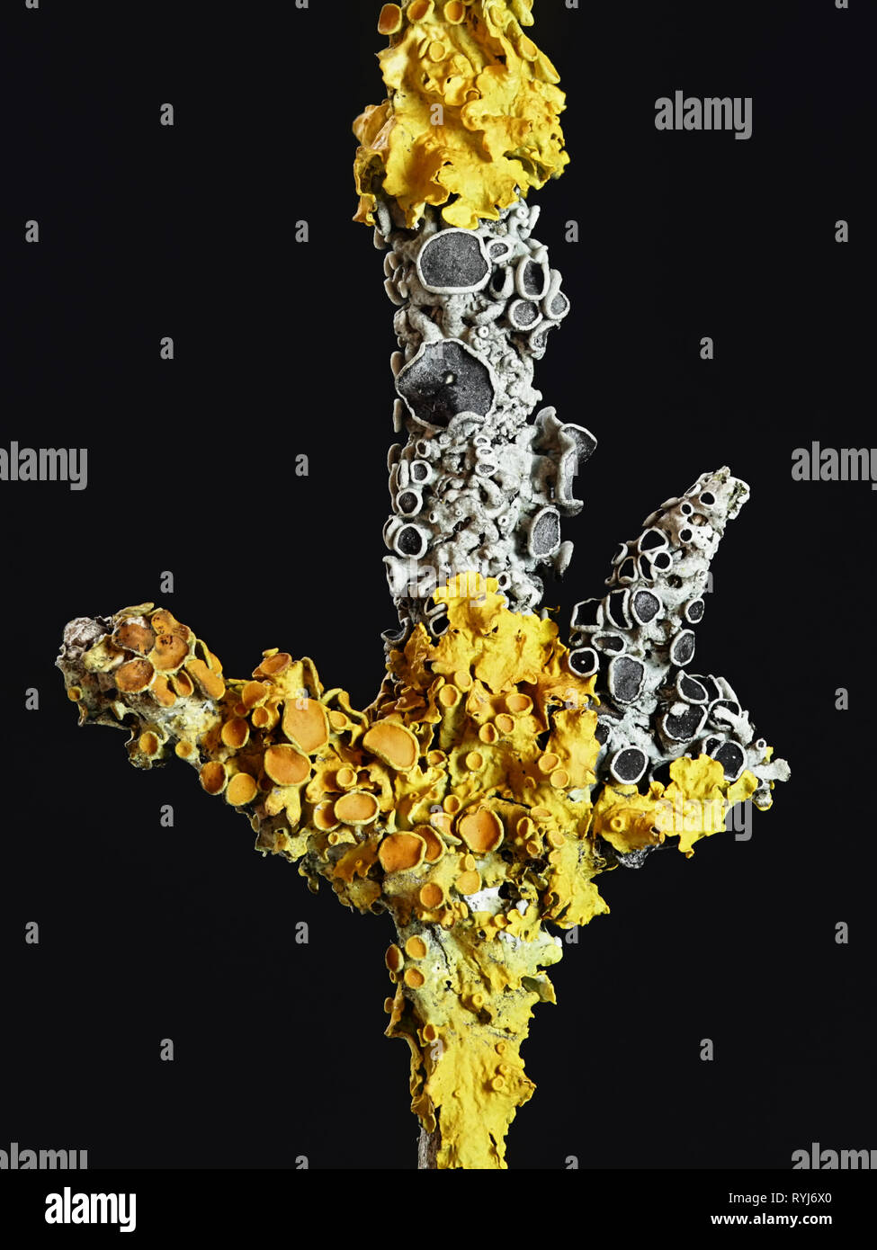Comune di Riva arancione lichen, Xanthoria parietina e annoso rosette lichen, Physcia aipolia Foto Stock